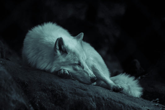 Sleep: The Ultimate Recovery Tool