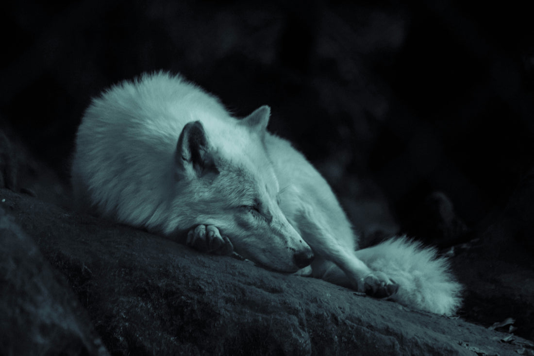 Sleep: The Ultimate Recovery Tool